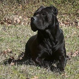 Luda - Cane Corso