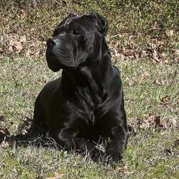Luda - Cane Corso