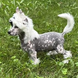 Chinese Crested Puppies from Windsong