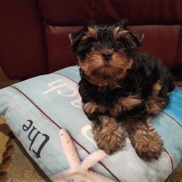 Yorkshire Terrier Puppies from Bayview Yorkies
