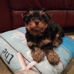 Yorkshire Terrier Puppies from Bayview Yorkies