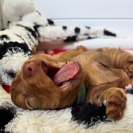 Dachshund Puppies from Redland Dachshund Grove
