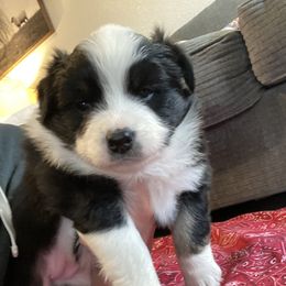 "Blaze- Female- Black Tri- $600" Australian Shepherd Puppies from 101 Aussies
