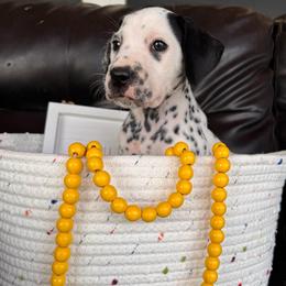 Bonfire - White and black male Dalmatian puppy in Melrose, New Mexico from ECMO Farm Dalmatians & Labrador Retrievers