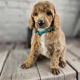 Ginger - Apricot female Poodle puppy in Mcbain, Michigan from Northern Creek