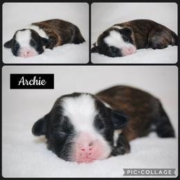 Archie - Brown male Shichon puppy in Pennsylvania from Manor Hills Shih Tzus