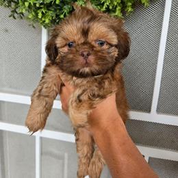 Howard - Red and tan male Shih Tzu puppy in Corona, California from Ju Shih Tzu