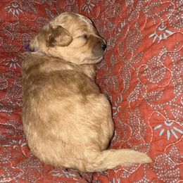 Girl 2 - Apricot female Cavapoo puppy in Nampa,, Idaho from Clig Doodle Days