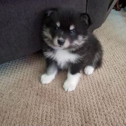 Pomsky Puppies from S and S Pomskies