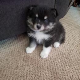 Pomsky Puppies from S and S Pomskies