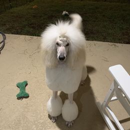 Vinny - Poodle