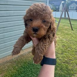 Pink - Red  female Poodle puppy in Bessemer City, North Carolina from JJs Puppies of the Carolinas