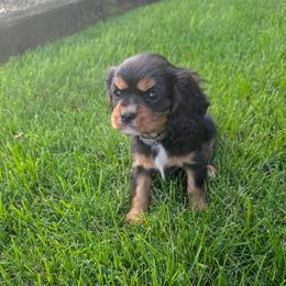 Girl 2 - female Cavalier King Charles Spaniel puppy in New Holland, Pennsylvania from Mountain Breeze Puppies