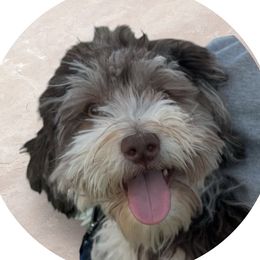 Sniffs - Havanese