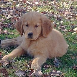 Golden Retriever Puppies from Crowders Creek Goldens