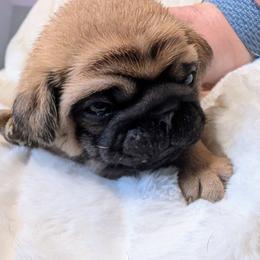 Rasco - Fawn male Pug puppy in Vancouver, Washington from Swift Pugs