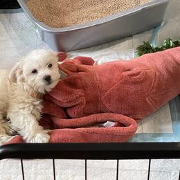 Coton de Tulear and Poodle Puppies from Legacy Pets