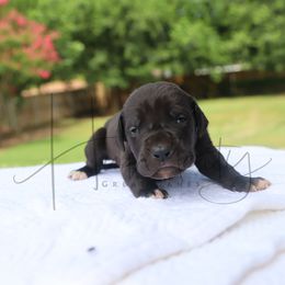 Sapphire - Black male Great Dane puppy in Denison, Texas from Hundeity Great Danes