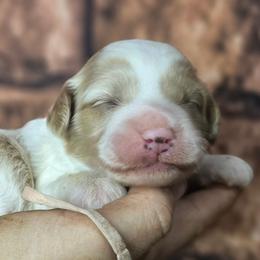 Icicle - Parti female Goldendoodle puppy in Eugene, Oregon from Oregon's Legendary Goldendoodles