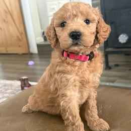 Daisy - Apricot female Goldendoodle puppy in Strasburg, Virginia from Shenandoah Valley Doodles