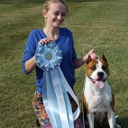 American Staffordshire Terrier Puppies from Diane Guilmette