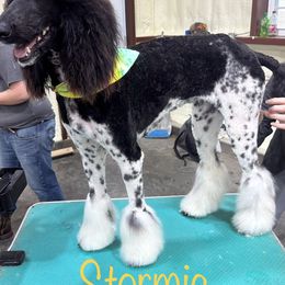 Stormie - Poodle