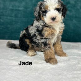 Jade - Blue merle female Bernedoodle puppy in Sugarcreek, Ohio from Cuddly Companion Doodles