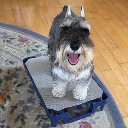 Miniature Schnauzer Puppies from MoonShadow Miniature Schnauzers