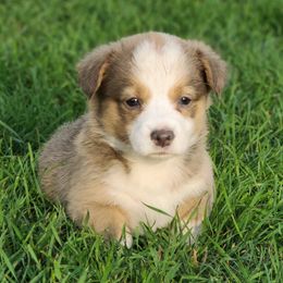 American Corgi and Pembroke Welsh Corgi Puppies from Sliding stop corgis