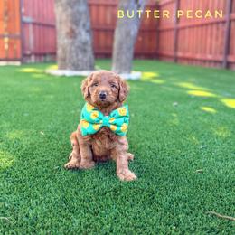 Butter Pecan - Red  male Goldendoodle puppy in Dallas County, Texas from Dream A Little Doodle