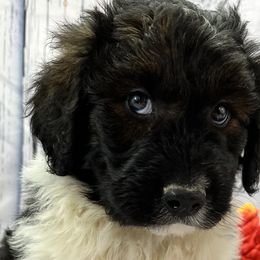 Boy 1 - Black and white Aussiedoodle puppy in Leitchfield, Kentucky from Salt River Kennels