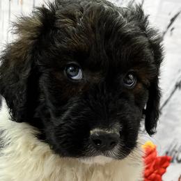 Boy 1 - Black and white Aussiedoodle puppy in Leitchfield, Kentucky from Salt River Kennels