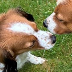 Nederlandse Kooikerhondjes from West Side Kooikers
