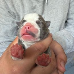 Cinderella - Lilac tri-color female Bulldog puppy in Harvard, Illinois from Dominiques doodle plus