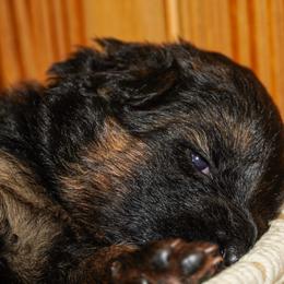 Brown Collar - Black and red male German Shepherd puppy in Howell, Michigan from Sheyenne’s Shepherds