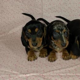 Dachshund Puppies from Newbern's Nuggets