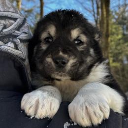 Boss - Gray male Central Asian Shepherd Dog puppy in East Camden, Arkansas from Stars in the Skyes