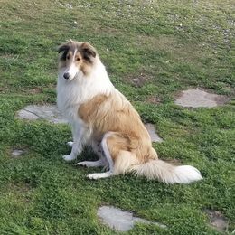Lassie - Collie