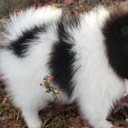 Pomeranians from Pompommom's Pomeranians