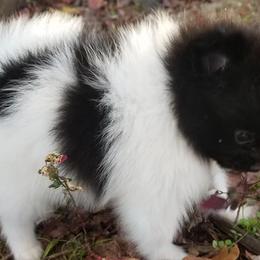Pomeranians from Pompommom's Pomeranians