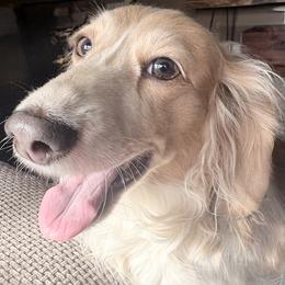 Neena - Dachshund