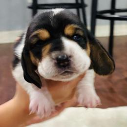 Female black and white (Hope) - Black and white female Basset Hound puppy in Oviedo, Florida from Boss Farms