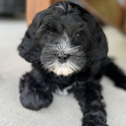 Kona - Australian Labradoodle