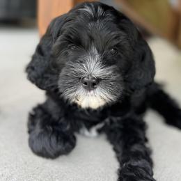 Kona - Australian Labradoodle