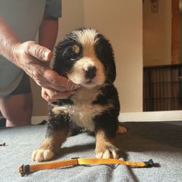 Yellow - Black rust and white male Bernese Mountain Dog puppy in Pittston, Pa, Pennsylvania from Emma-Mada's Old Thyme Berners