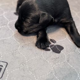 Girl 4 - Black female Giant Schnauzer puppy in Bois D’arc, Missouri from Down Low Kennels formerly LNL’s Giant Schnauzers and T9 Giants