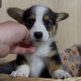 AKC Orange - Black and tan male Pembroke Welsh Corgi puppy in Summerfield, Florida from Promise Land Farm