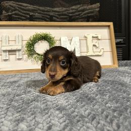 Toby - Chocolate and tan male Dachshund puppy in Stilwell, Oklahoma from B & K Dachshunds