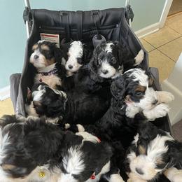 Bernedoodle and Goldendoodle Puppies from Pumpkin Patch Doodles