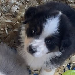 Girl 1 - Black tri-color Australian Shepherd puppy in Seffner, Florida from Soggy Bottom Farms